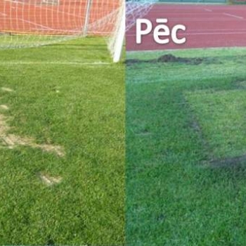 Labošana ar paklājzālienu